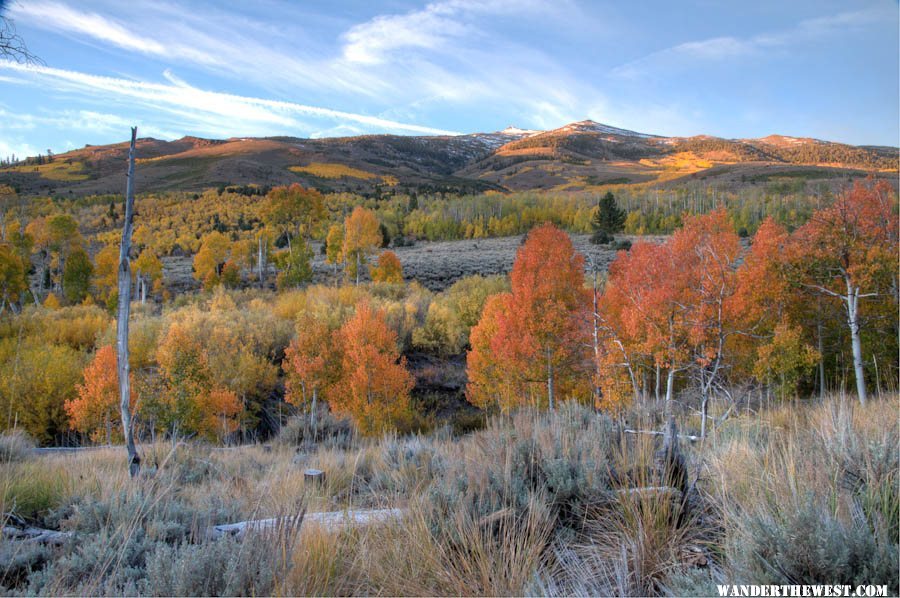 Summer Meadows Dawn Aspen