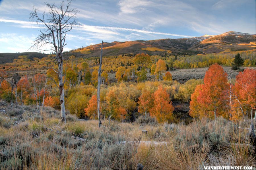 Summer Meadows Dawn Aspen