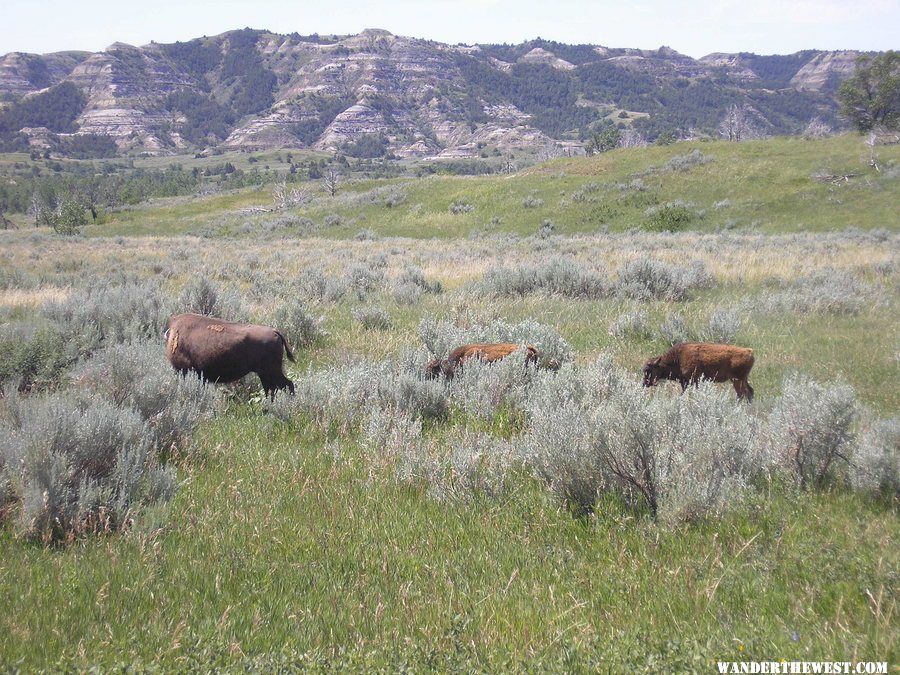 Teddy Roosevelt NP north  unit