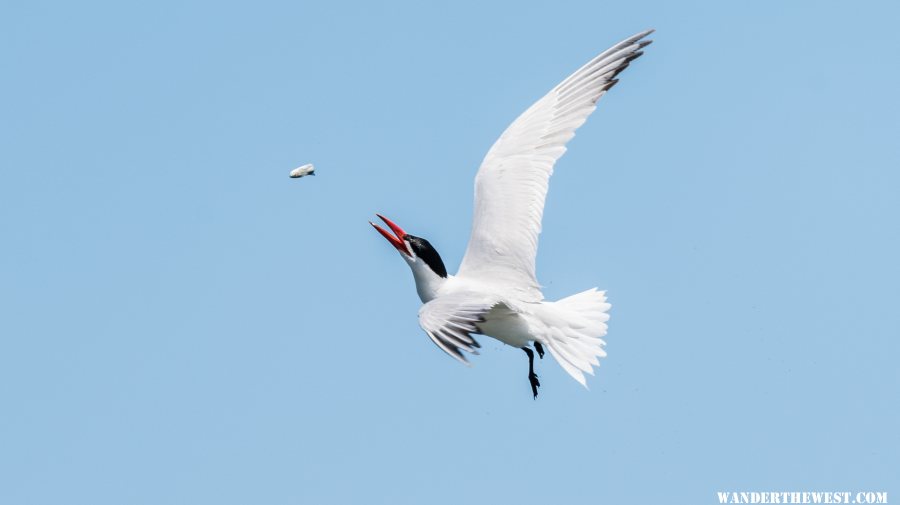 Tern playing with salmon smolt