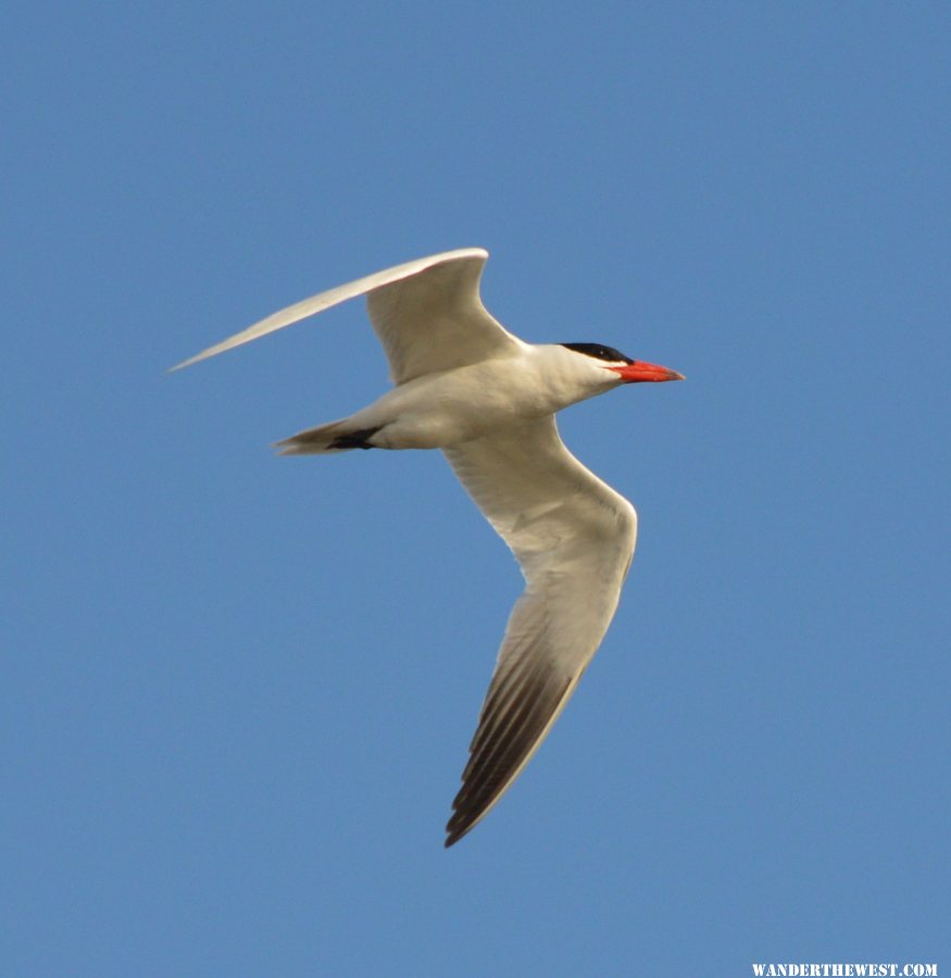 Tern