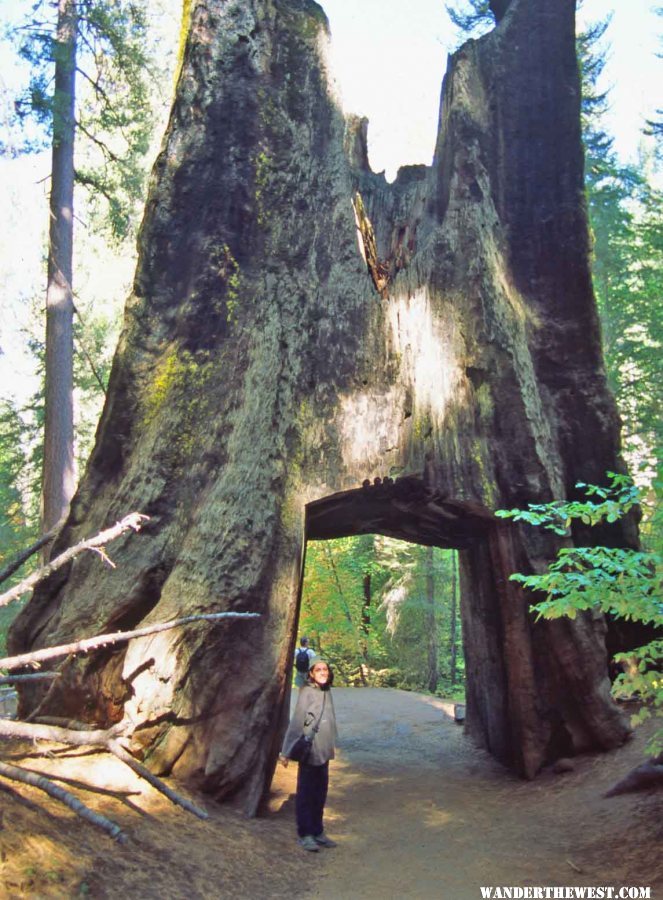 The famous Tunnel Tree is no longer open to traffic