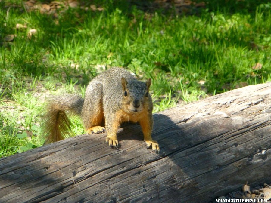 The not rare,  Fat well fed Campground Squirrel