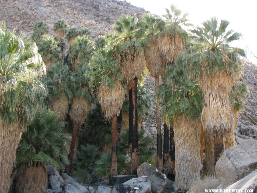 The palms at 49 Palms Oasis