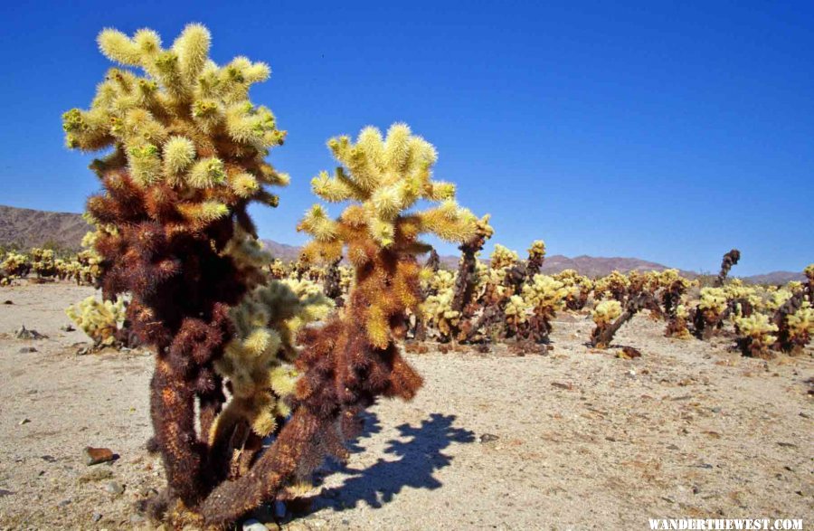 Those Teddy Bear Cholla are oh so soft, warm and cuddly.