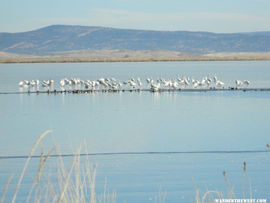 Tundra Swans at Lower Klamath NWR.