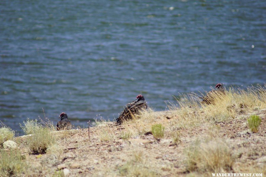 Turkey Vultures