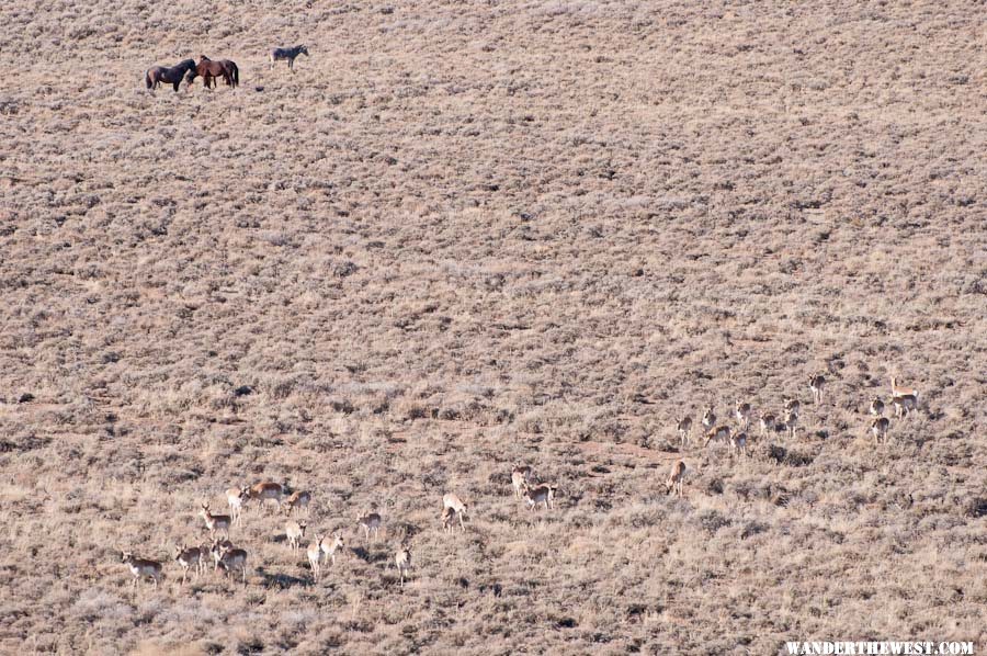 Ungulates -- wild and feral -- living in harmony!