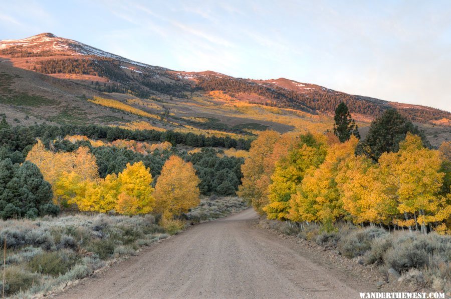 Upper Summer Meadows Dawn Aspen