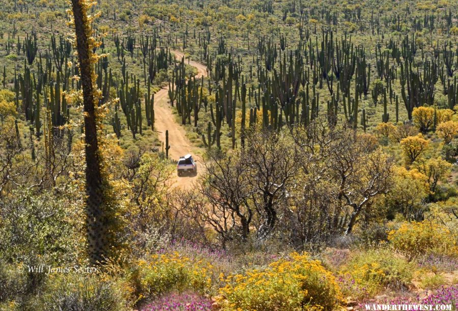 Valle de Los Cirios bloom