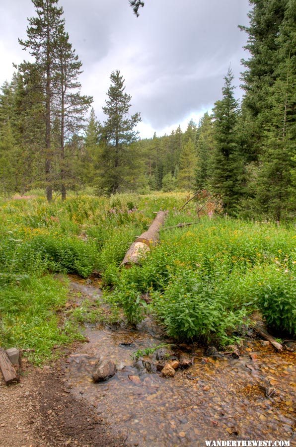 Wet Meadow at Cave Lake C.G.