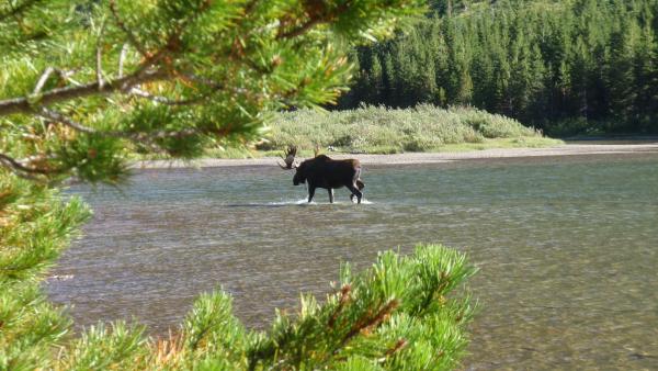 While Escaping in Glacier NP