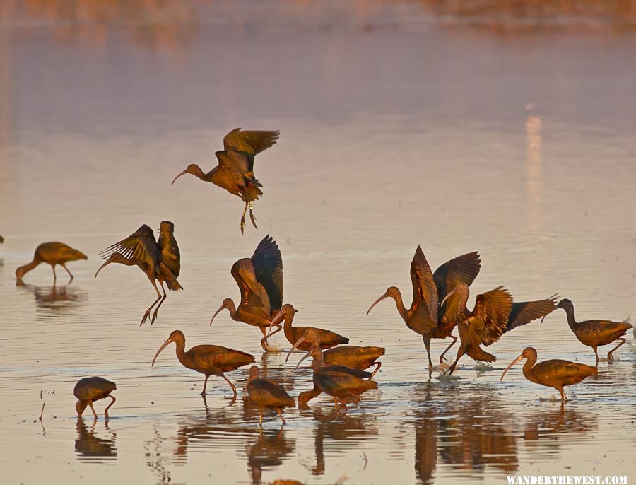 White faced Ibis at sunset    Marysville, CA