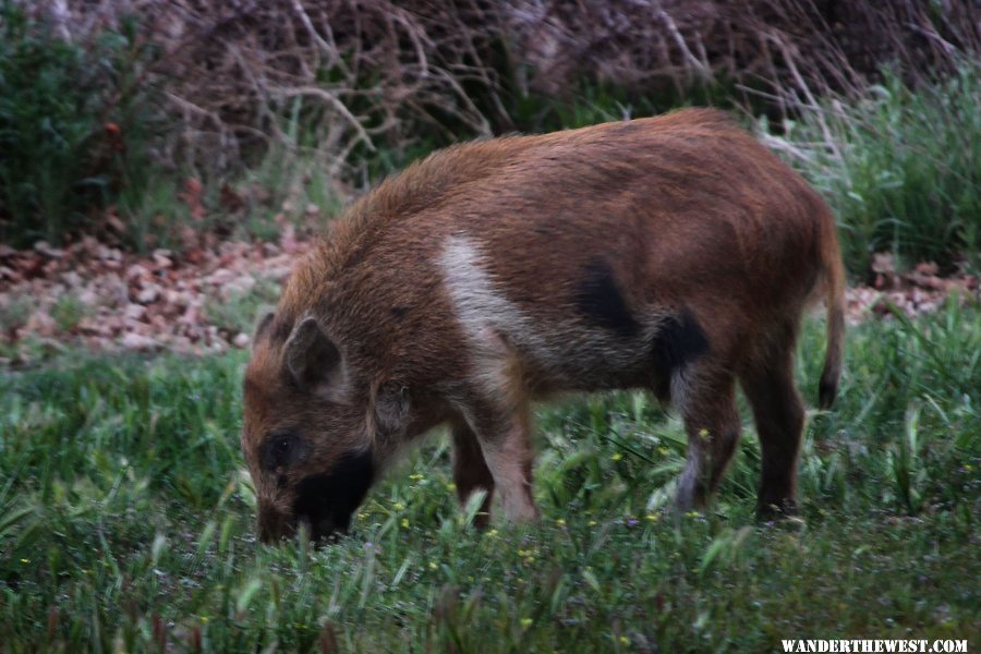 Wild Boar