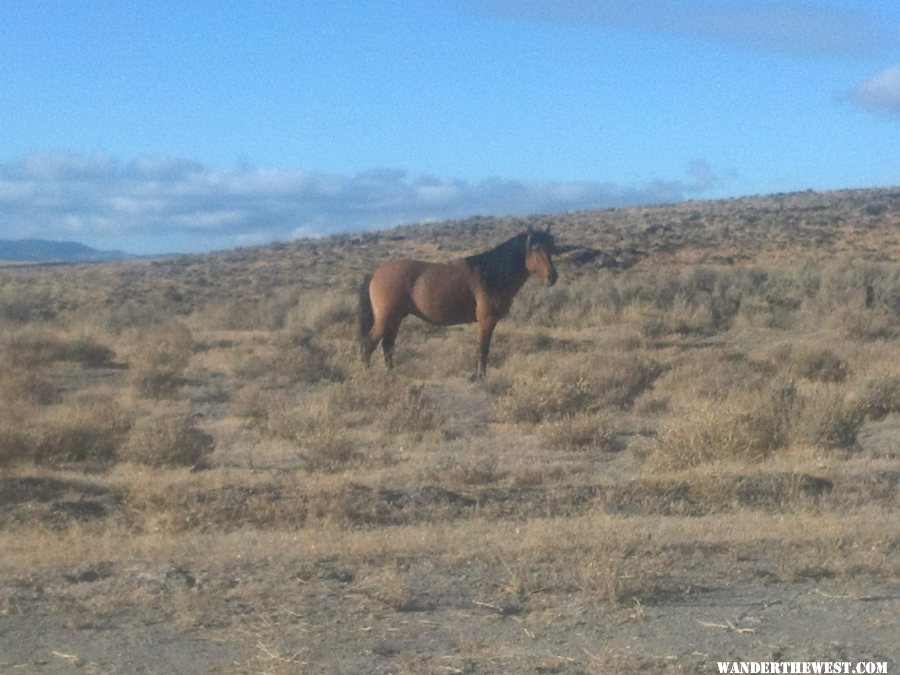 Wild (feral) Horse