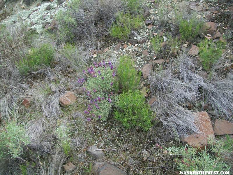 Wild flowers in the Sheep Rock unit.