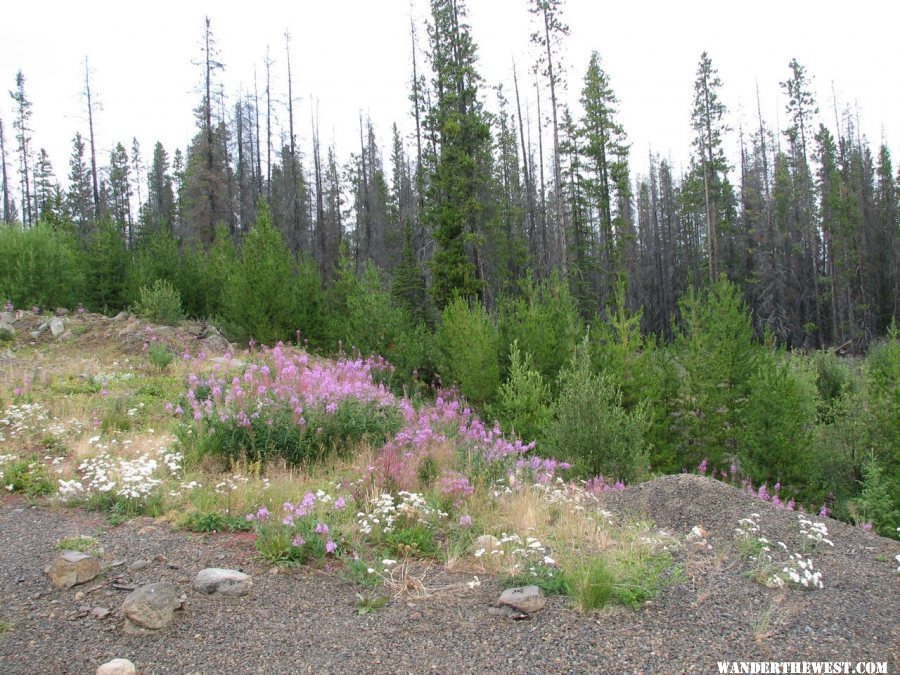 Wild flowers- Tweedsmuir Provincial Park