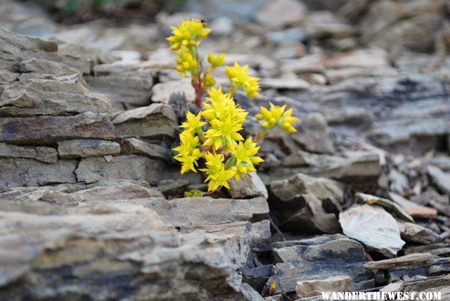 wild flowers