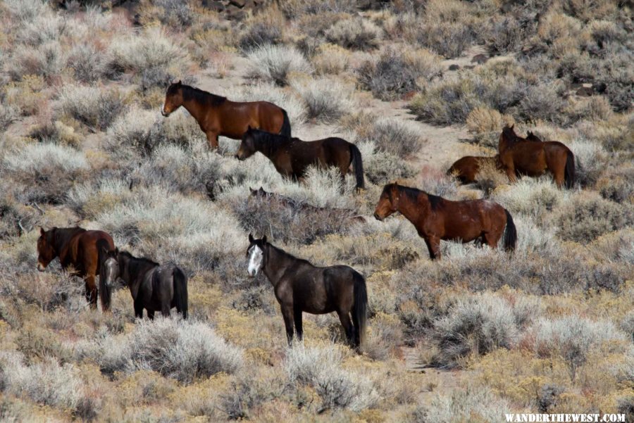 Wild Horses, Adobe Valley