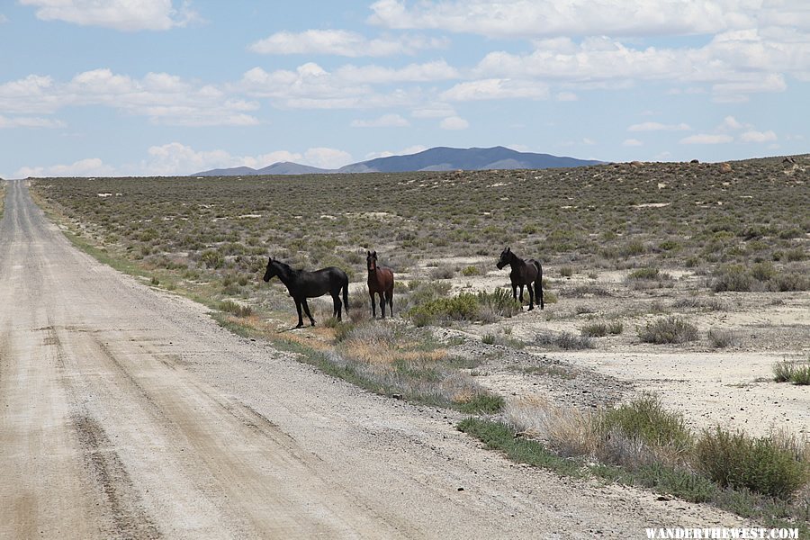 Wild Horses - Black Rock Desert