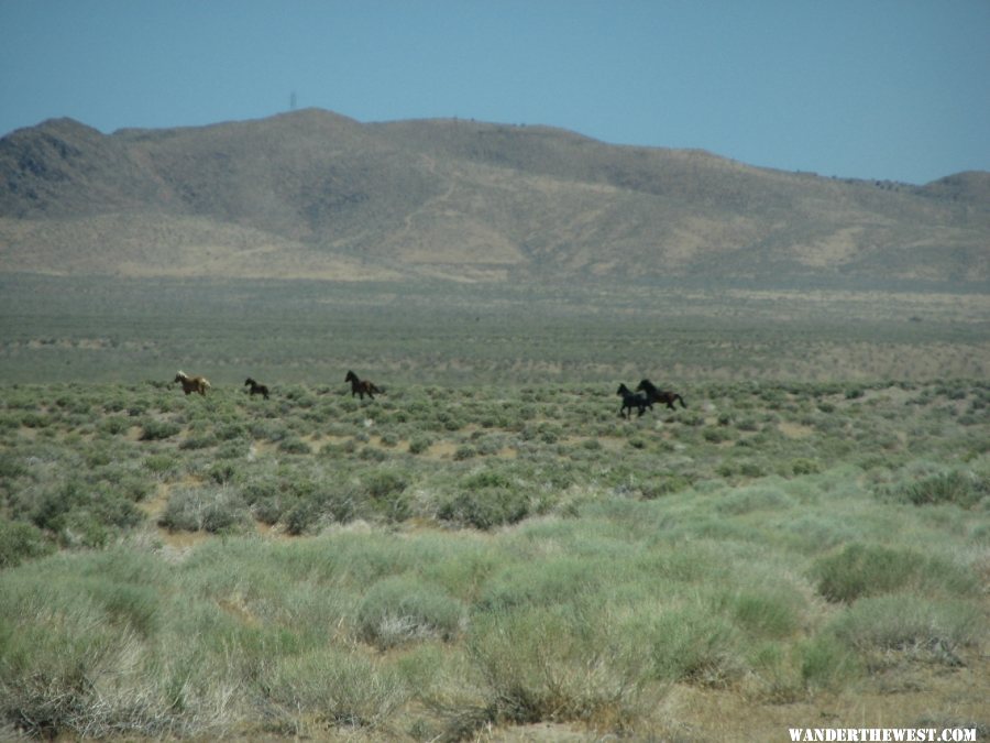 Wild Horses.JPG