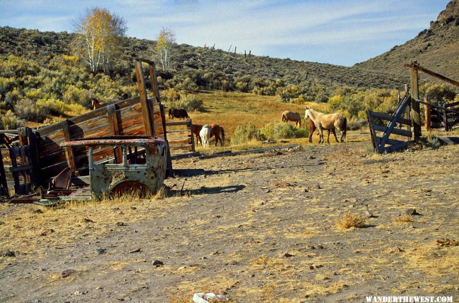 Wild horses near High Rock Canyon