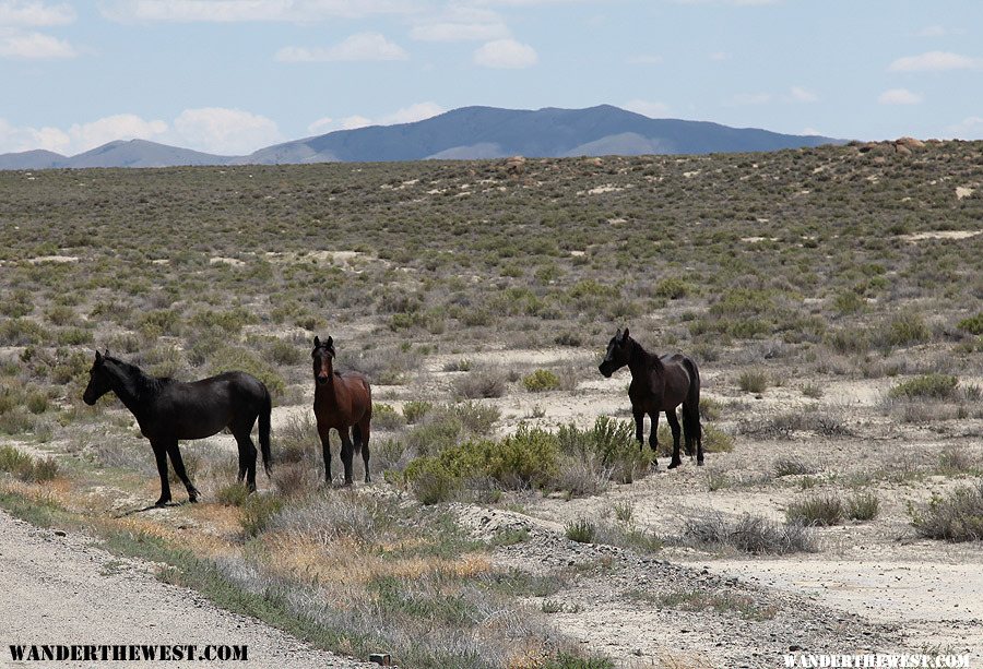 Wild horses