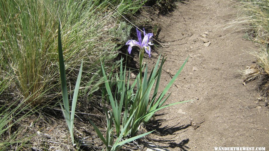 Wild iris