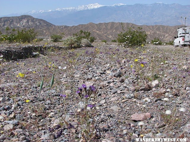 Wildflowers Along  The Echo Canyon Trail