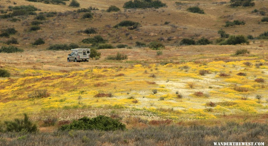 Yellow Fields