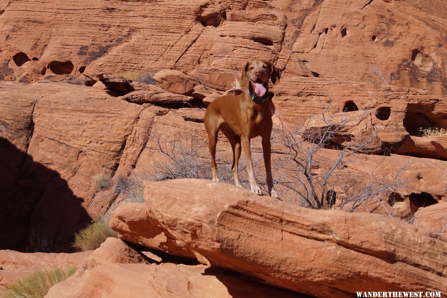 ZuZu in Valley of Fire